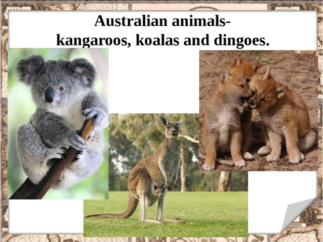 Australian animals-  kangaroos, koalas and dingoes .  
