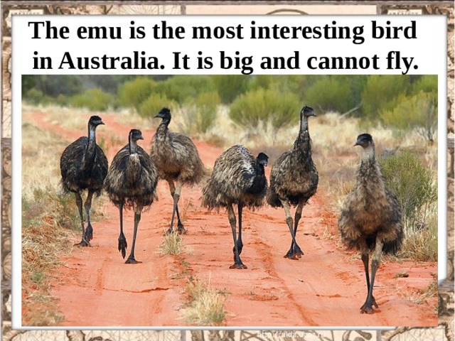  The emu is the most interesting bird  in Australia. It is big and cannot fly.   