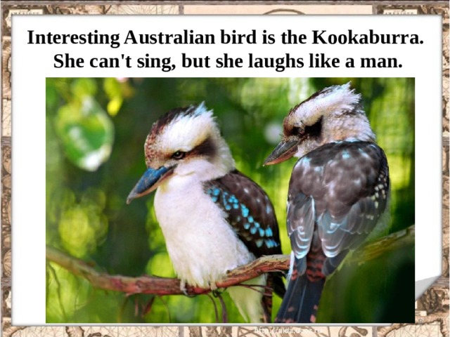 Interesting Australian bird is the Kookaburra.  She can't sing, but she laughs like a man.  