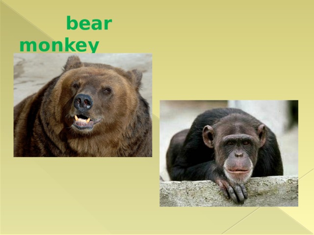  bear monkey 