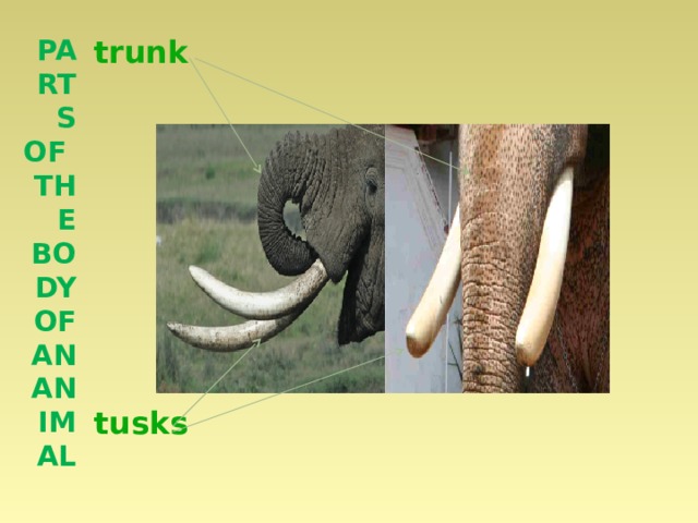Parts of the body of an animal trunk          tusks 