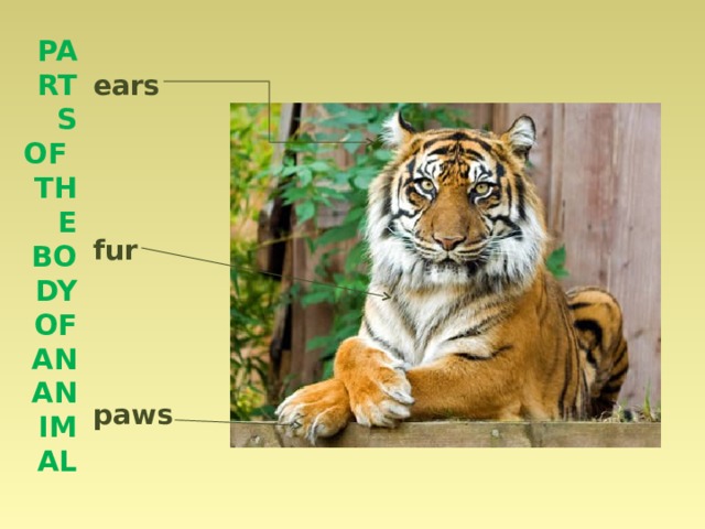 Parts of the body of an animal  ears     fur     paws    