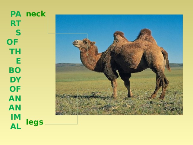 Parts of the body of an animal neck            legs  