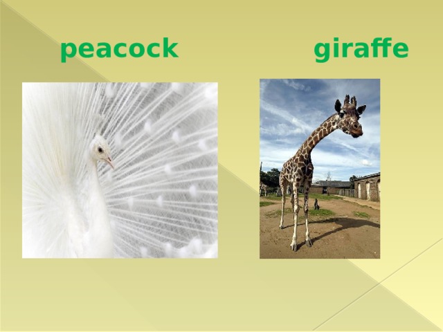  peacock giraffe 