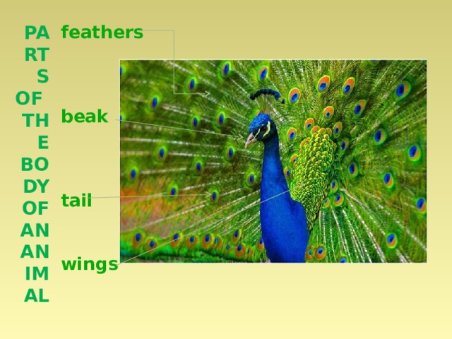 Parts of the body of an animal feathers    beak    tail   wings 