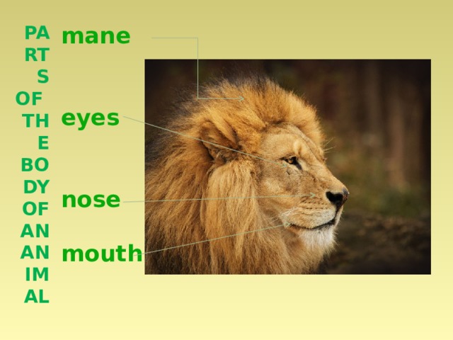 Parts of the body of an animal mane   eyes   nose  mouth  