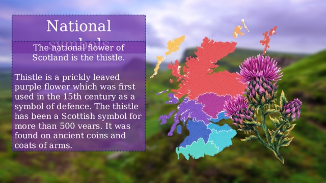 National symbols The national flower of  Scotland is the thistle.  Thistle is a prickly leaved  purple flower which was first  used in the 15th century as a  symbol of defence. The thistle  has been a Scottish symbol for  more than 500 vears. It was  found on ancient coins and  coats of arms. 