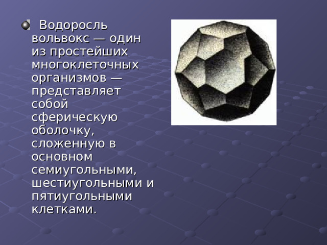   Водоросль вольвокс — один из простейших многоклеточных организмов — представляет собой сферическую оболочку, сложенную в основном семиугольными, шестиугольными и пятиугольными клетками. 