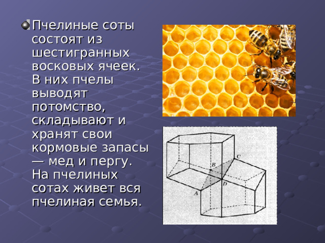 Пчелиные соты состоят из шестигранных восковых ячеек. В них пчелы выводят потомство, складывают и хранят свои кормовые запасы — мед и пергу. На пчелиных сотах живет вся пчелиная семья. 