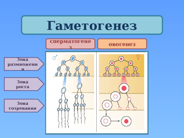 Гаметогенез деление