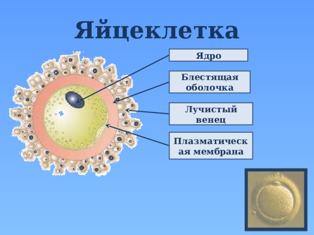 Яйцеклетка Ядро Блестящая оболочка Лучистый венец Плазматическая мембрана  