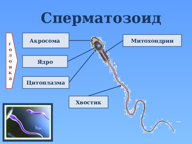 Сперматозоид Акросома головка Митохондрии Ядро Цитоплазма Хвостик  