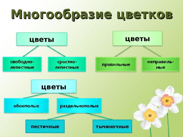 Цветковые растения 5 класс биология презентация