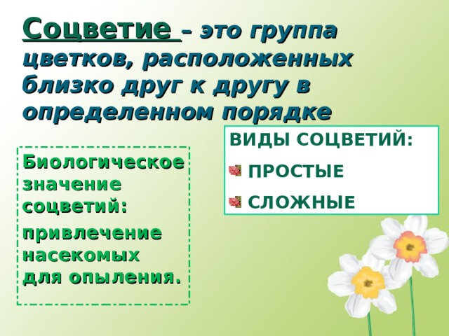 Группа цветковых. Группа цветков расположенных в определенном порядке. Биологическое значение соцветий. Вывод о биологическом значении соцветий. Биологическое значение соцветий 6 класс 4 значения.