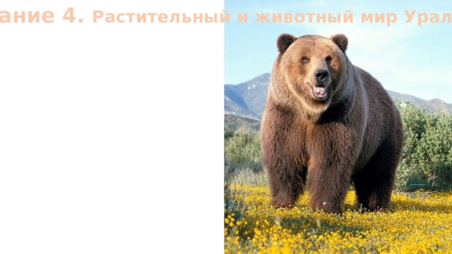 Задание 4. Растительный и животный мир Урала  
