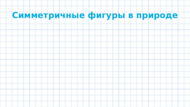 Симметричные фигуры в природе 