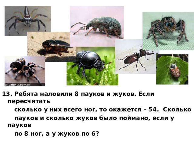 13. Ребята наловили 8 пауков и жуков. Если пересчитать  сколько у них всего ног, то окажется – 54. Сколько  пауков и сколько жуков было поймано, если у пауков  по 8 ног, а у жуков по 6? 