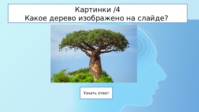Картинки /4  Какое дерево изображено на слайде? 