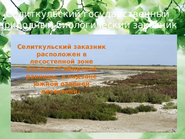 Селиткульский государственный природный биологический заказник  Селиткульский заказник расположен в лесостепной зоне Западно-Сибирской равнины, в подзоне южной озерной лесостепи.  