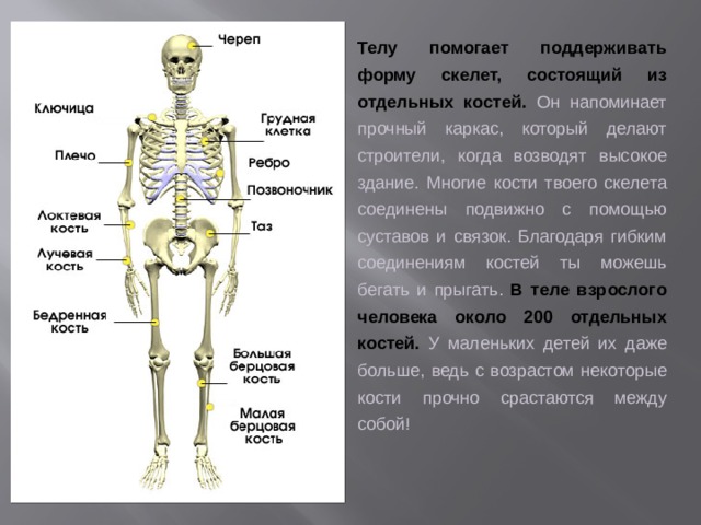 Презентация опора тела и движение презентация 3 класс окружающий мир плешаков школа россии