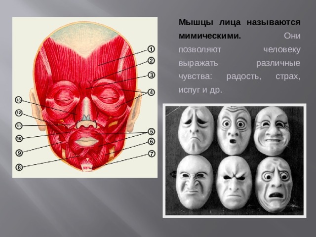 Мимические мышцы лица. Анатомия мышц лица эмоции. Мышцы лица человека. Мышцы улыбки на лице.