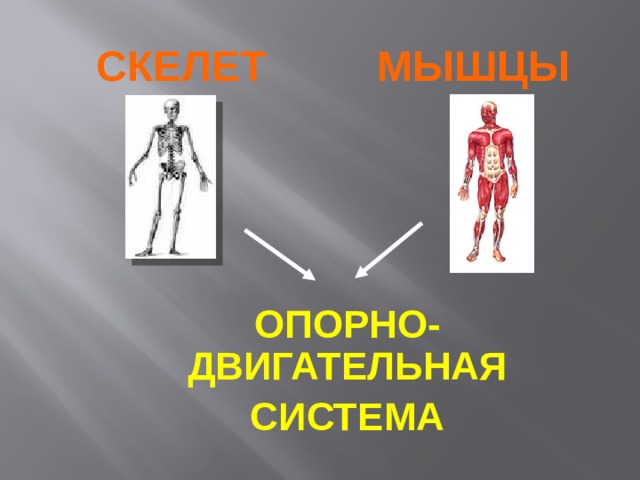 Опора и движение. Опора тела и движение окружающий мир. Опора тела и движение мышцы. Окружающий мир тема опора тела и движение. Мышцы опоры и движения.