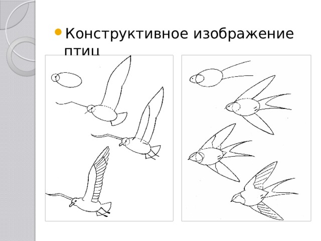 Конструктивное изображение птиц 