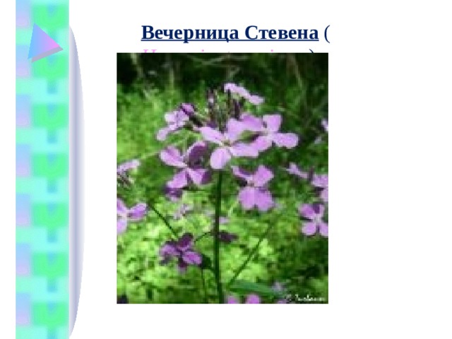 Вечерница Стевена  ( Hesperis steveniana  )   