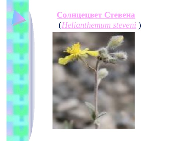 Солнцецвет Стевена    ( Helianthemum steveni  )   