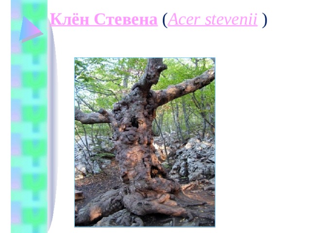 Клён Стевена  ( Acer stevenii  )    