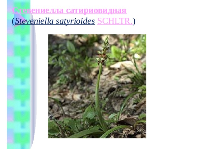 Стевениелла сатириовидная    ( Steveniella satyrioides   SCHLTR. )   