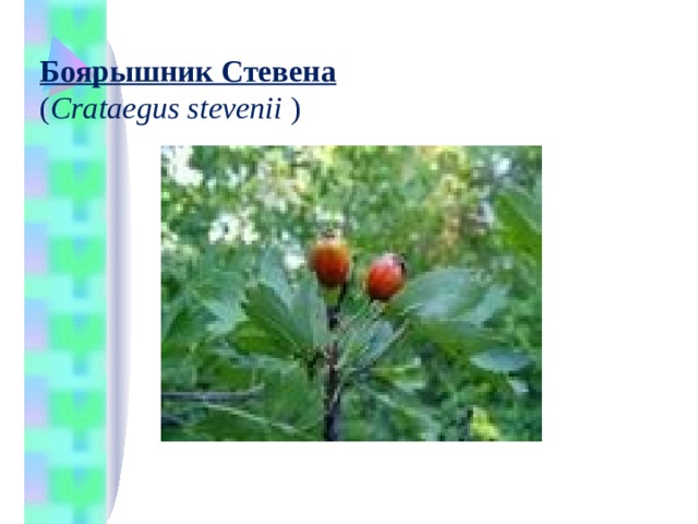 Боярышник Стевена    ( Crataegus stevenii  ) 