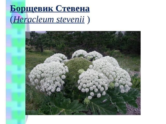   Борщевик Стевена    ( Heracleum stevenii  )   