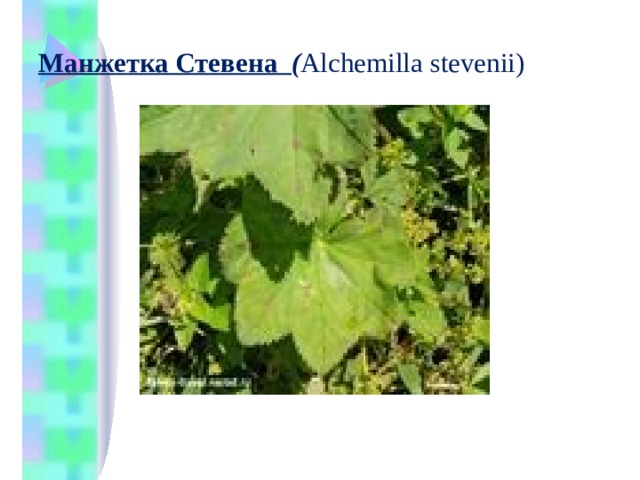 Манжетка Стевена ( Alchemilla stevenii)   