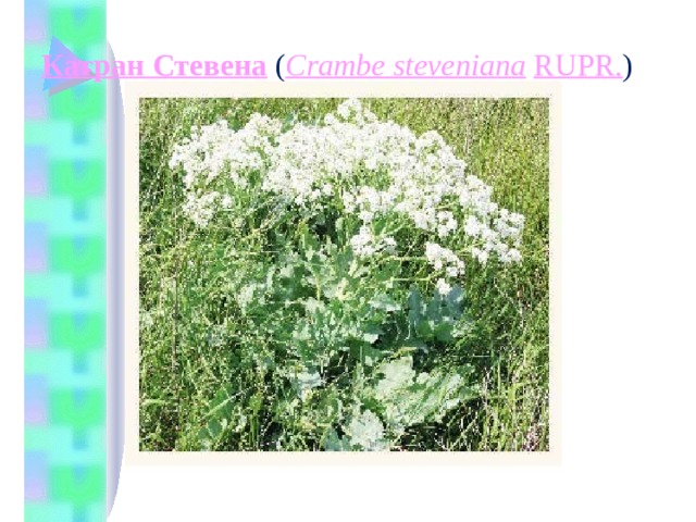 Катран Стевена  ( Crambe steveniana   RUPR. )   