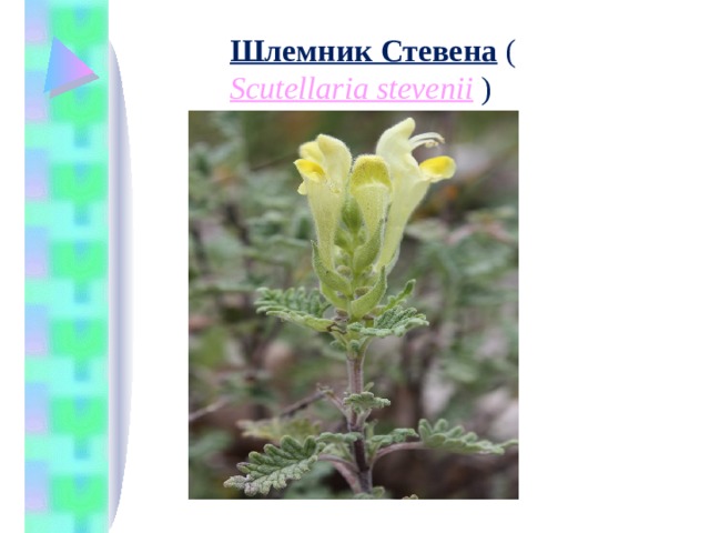 Шлемник Стевена  ( Scutellaria stevenii  )   
