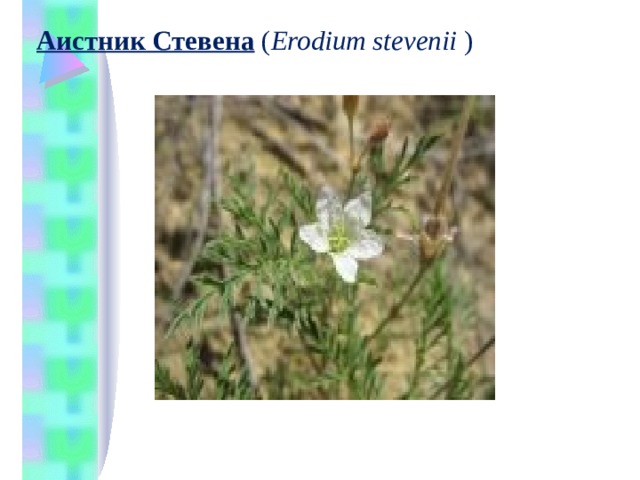 Аистник Стевена   ( Erodium stevenii  )   