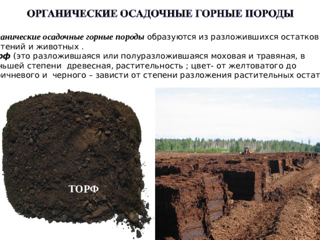 Органические осадочные горные породы образуются из разложившихся остатков  растений и животных . Торф (это разложившаяся или полуразложившаяся моховая и травяная, в меньшей степени древесная, растительность ; цвет- от желтоватого до коричневого и  черного – зависти от степени разложения растительных остатков) ТОРФ 
