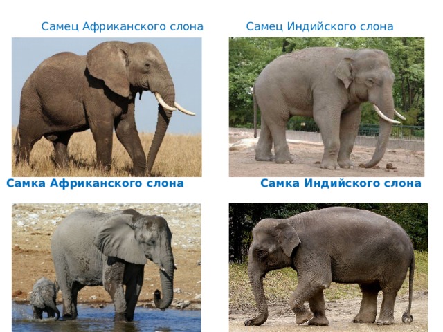 Самец Африканского слона Самец Индийского слона   Самка Африканского слона Самка Индийского слона