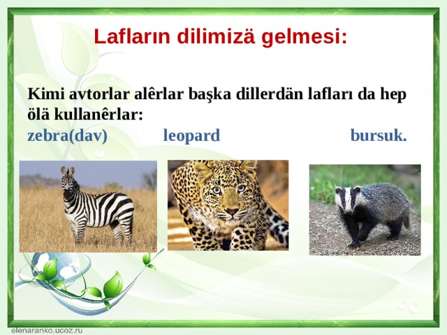 Lafların dilimizä gelmesi:   Kimi avtorlar alêrlar başka dillerdän lafları da hep ölä kullanêrlar: zebra(dav) leopard bursuk. 
