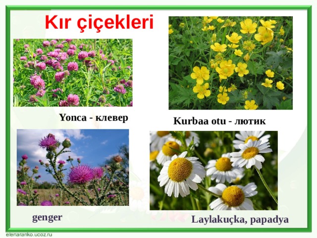 Kır çiçekleri Yonca - клевер Kurbaa otu - лютик genger Laylakuçka, papadya 