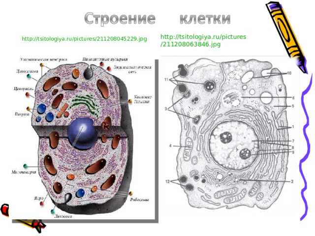 http :// tsitologiya.ru / pictures /211208063846.jpg http :// tsitologiya.ru / pictures /211208045229.jpg 