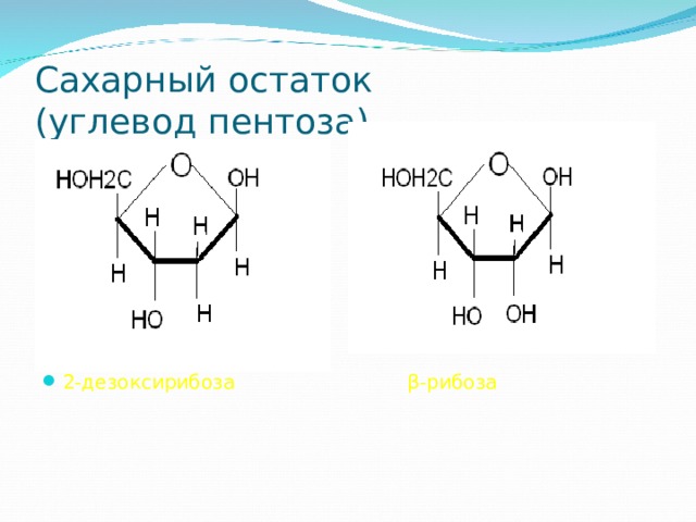 Сахарный остаток  (углевод пентоза) 2-дезоксирибоза β -рибоза 