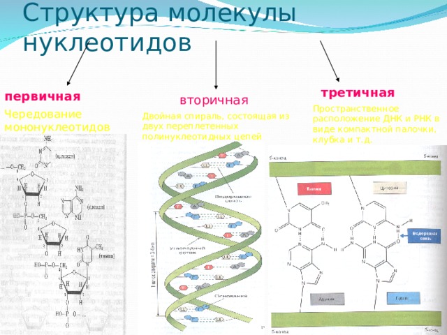 Структура молекулы нуклеотидов третичная первичная вторичная Пространственное расположение ДНК и РНК в виде компактной палочки, клубка и т.д. Чередование мононуклеотидов Двойная спираль, состоящая из двух переплетенных полинуклеотидных цепей 