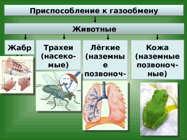 Приспособление к газообмену Животные Трахеи (насеко-мые) Лёгкие (наземные позвоноч-ные Кожа (наземные позвоноч-ные) Жабры 