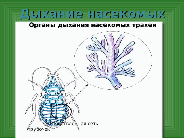 Дыхание насекомых Органы дыхания насекомых трахеи  Разветвленная сеть трубочек 