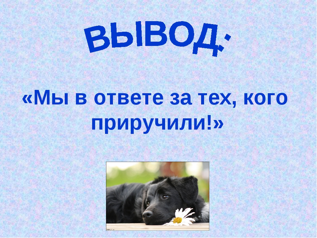 Мы в ответе за тех кого. Мы в ответе за тех кого приручили. Мы.в.ответе за тех кого пр ручили. Мы в ответе за тех кого притручила. Мы в ответе за тех кого приручили проект.