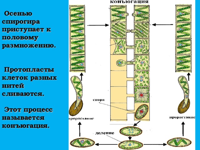  Осенью спирогира приступает к половому размножению.  Протопласты клеток разных нитей сливаются.   Этот процесс называется конъюгация. 
