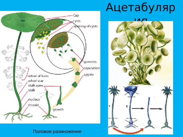 Ацетабулярия Половое размножение 