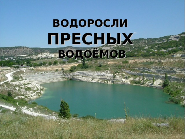 ВОДОРОСЛИ ПРЕСНЫХ  ВОДОЁМОВ 